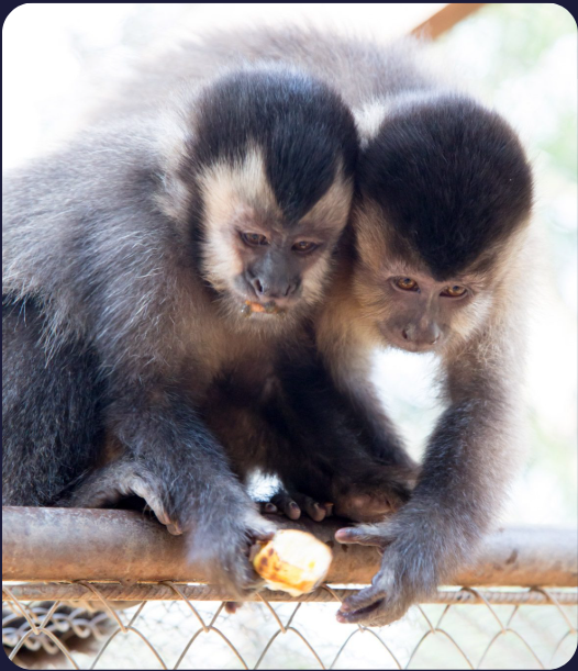 Dois macacos-prego abraçados no Instituto Libio